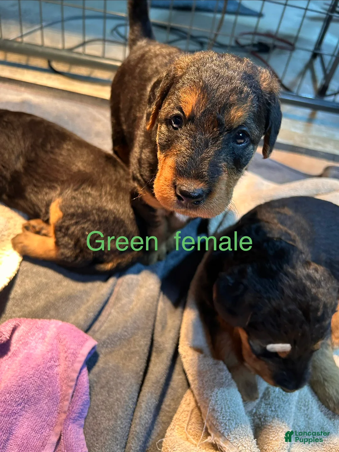 Airedale Terrier dogs for sale: Green female - Ad 1