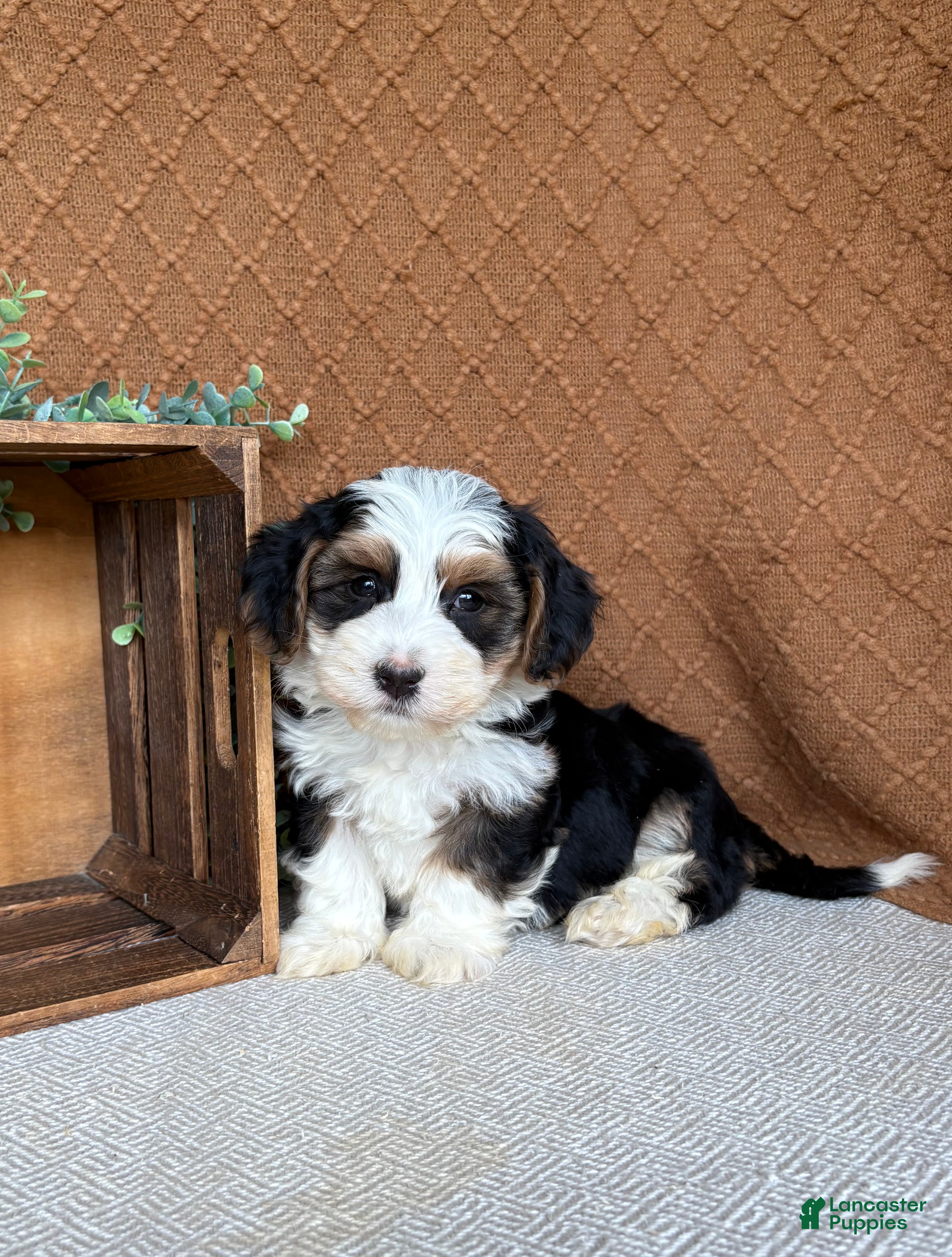 Havanese dogs Jay  - Ad 1