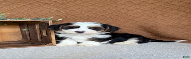 Jay 