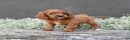 Cavapoo dogs for sale: Daphne - Ad 3