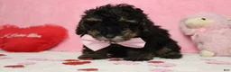 Toy Poodle dogs for sale: Jasper - Ad 8