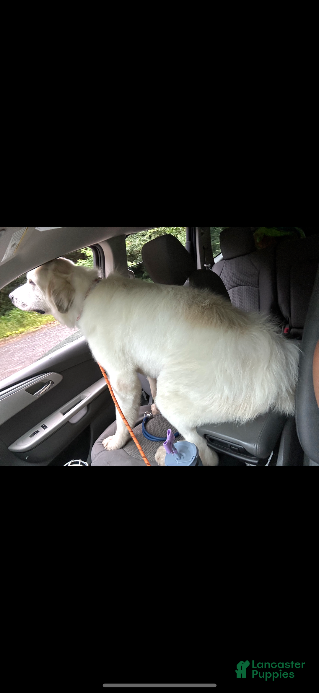 Great Pyrenees dogs for stud: Stud Great Pyrenees  - Ad 2