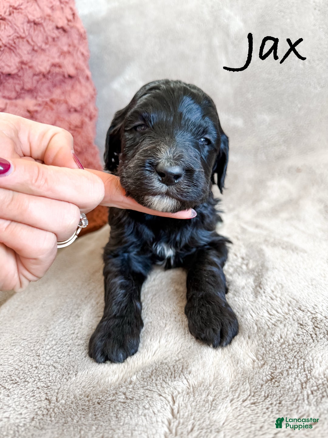 Aussiedoodle dogs for sale: Jax - Ad 6