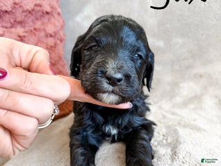 Aussiedoodle dogs Jax - Ad 24