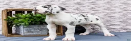 Great Dane dogs for sale: Kelly - Ad 5