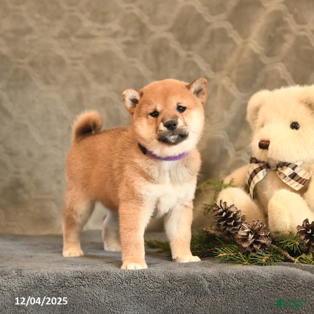 Shiba Inu dogs for sale: Tinsel - Ad 1