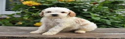 Mini Goldendoodle dogs for sale: Prince   - Ad 8
