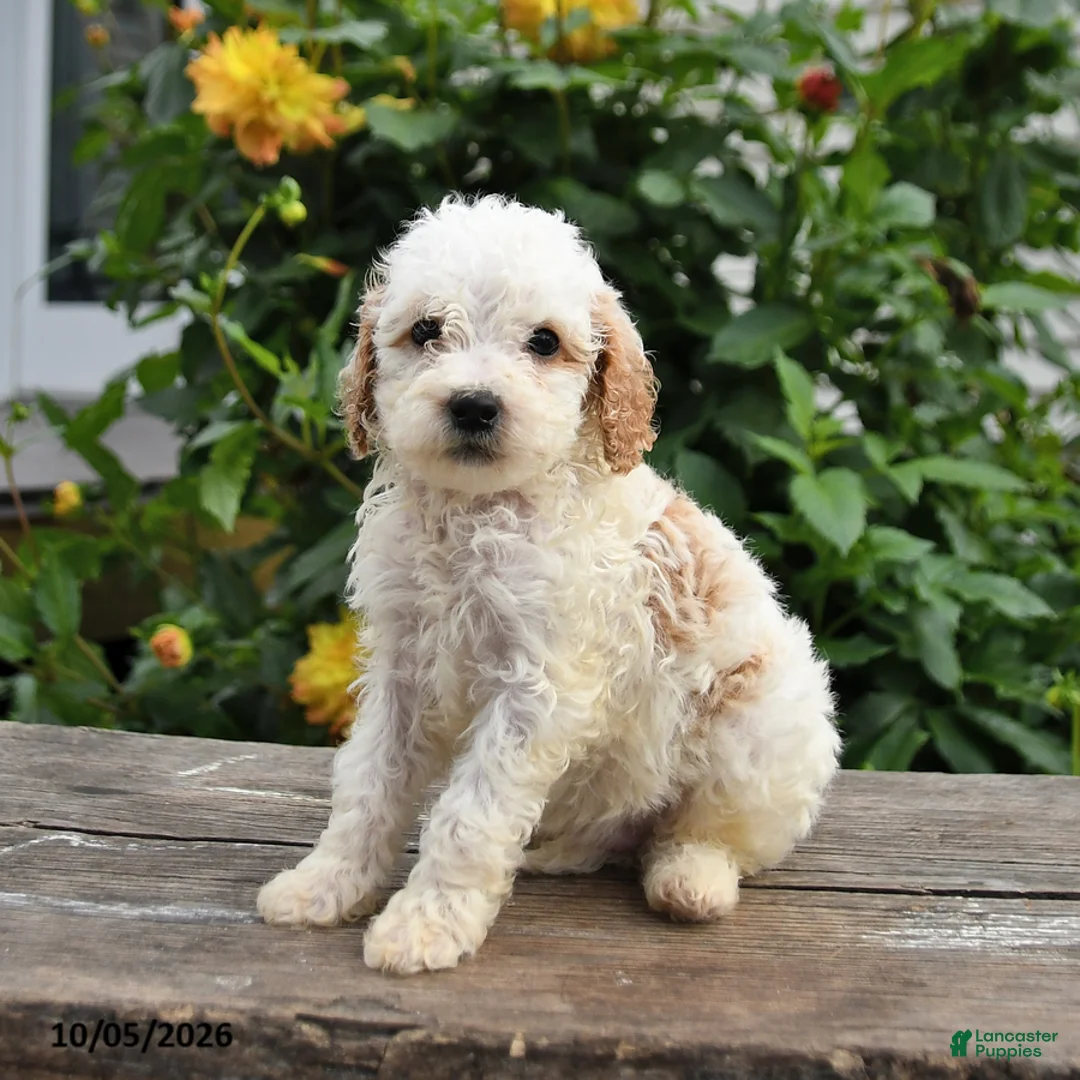Mini Goldendoodle dogs for sale: Prince   - Ad 8