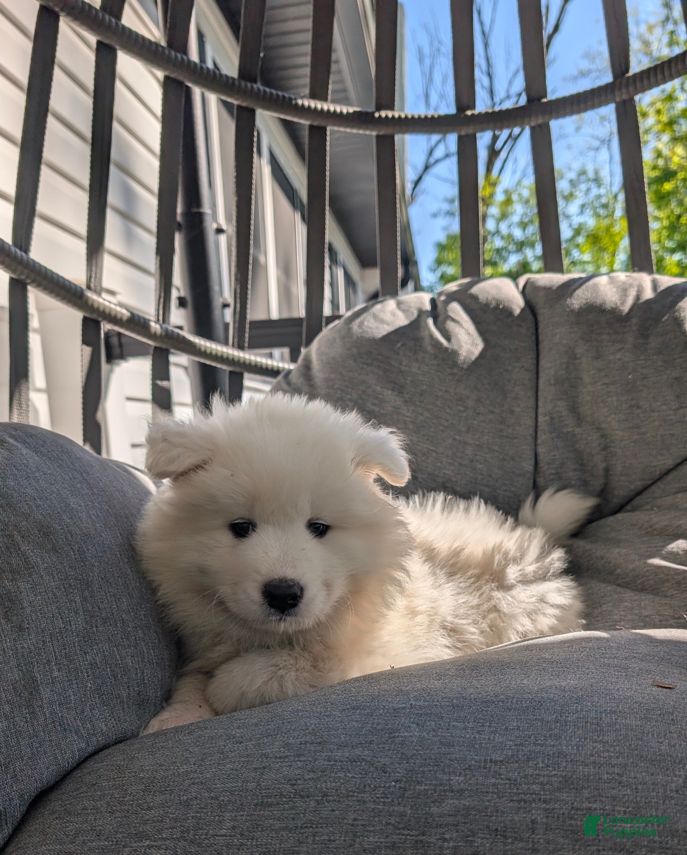 Samoyed dogs for sale: Elena - Ad 3