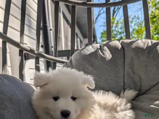 Samoyed dogs for sale: Elena - Ad 3