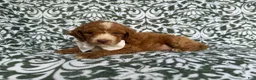 Cockapoo dogs for sale: Mikey - Ad 6