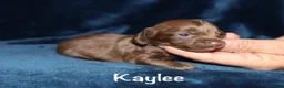Miniature Dachshund dogs for sale: Kaylee - Ad 2