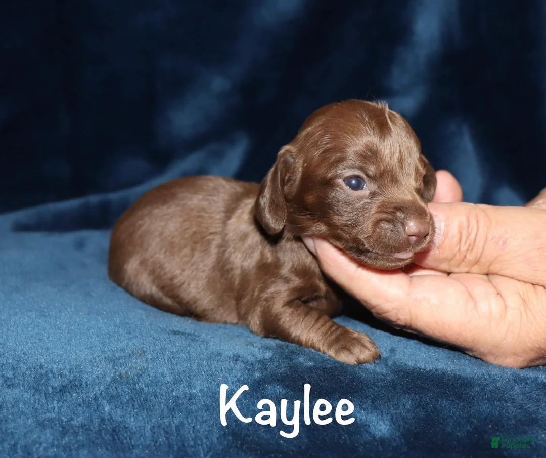 Miniature Dachshund dogs for sale: Kaylee - Ad 2