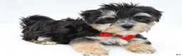 Morkie dogs for sale: Wilson - Ad 7
