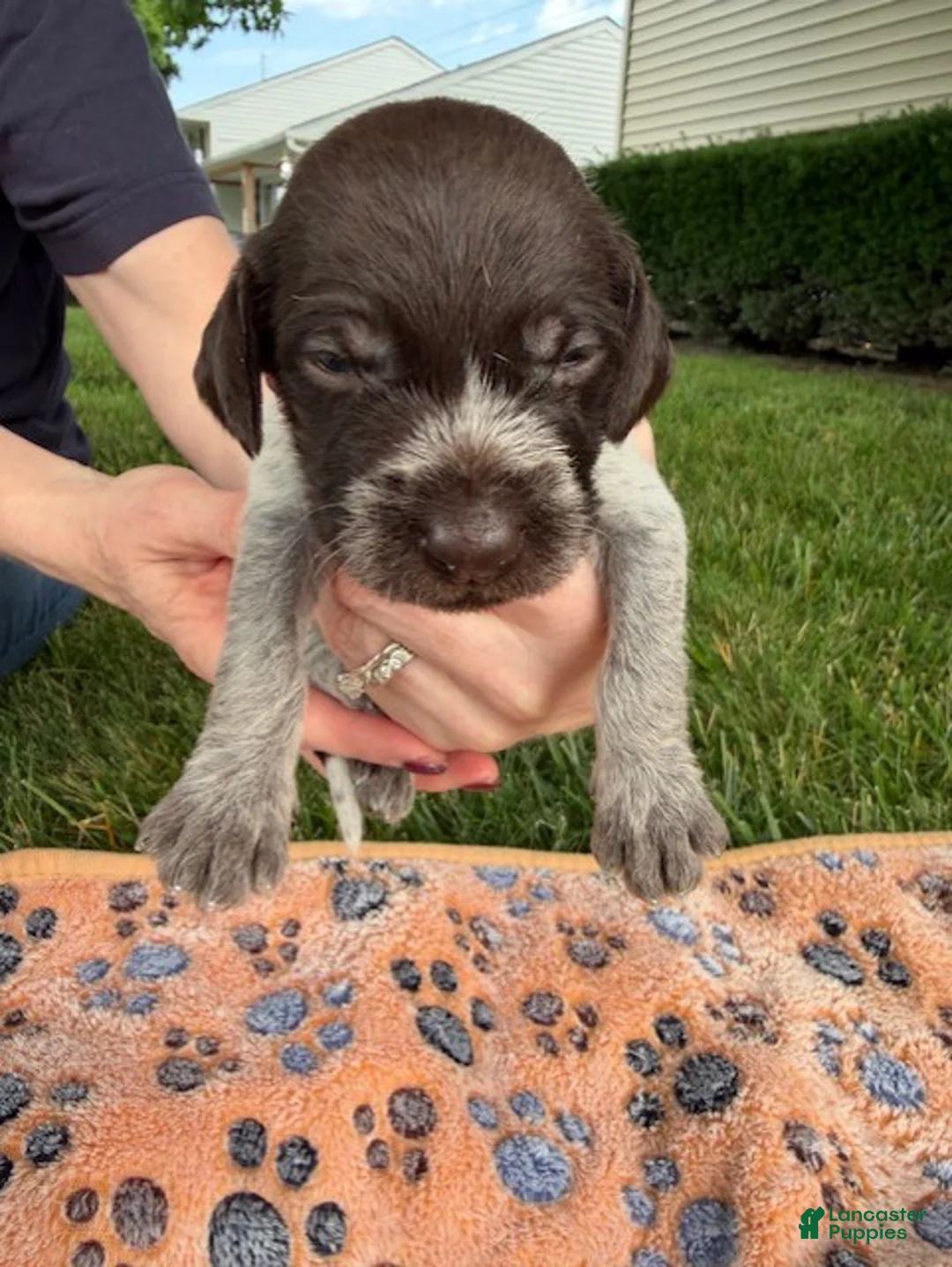Wirehaired Pointing Griffon dogs for sale: Puppy 3 - Ad 1