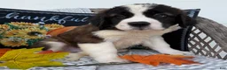 Saint Bernard dogs for sale: Bronco - Ad 4