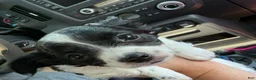 Chihuahua dogs for sale: Mellie - Ad 3