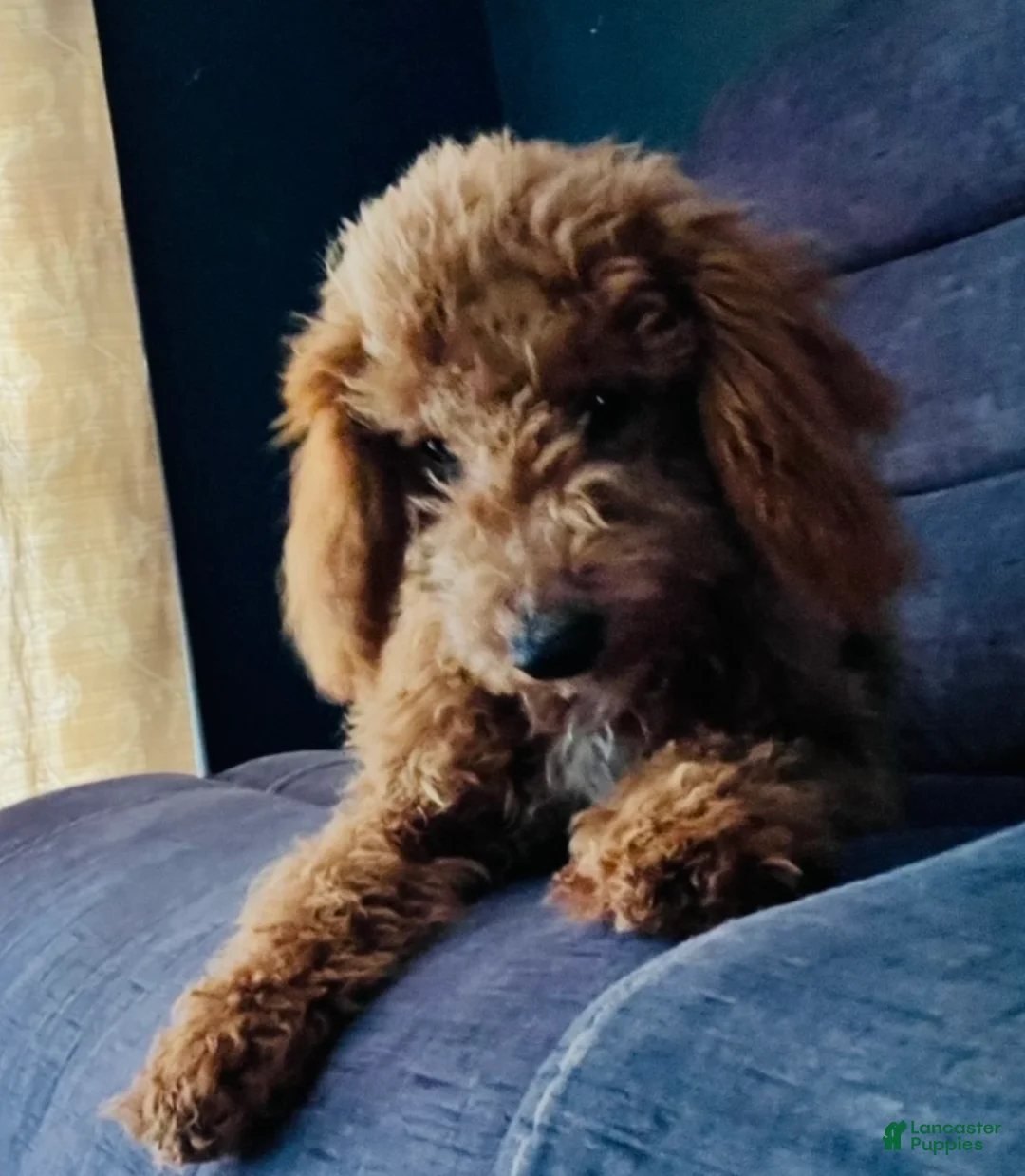 Mini Goldendoodle dogs for sale: El - Ad 3