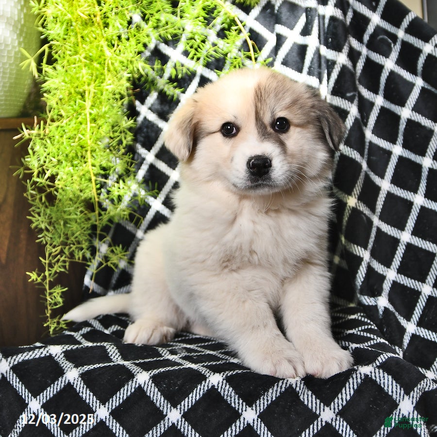 Great Pyrenees dogs Janie - Ad 1