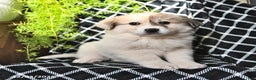 Great Pyrenees dogs for sale: Janie - Ad 1