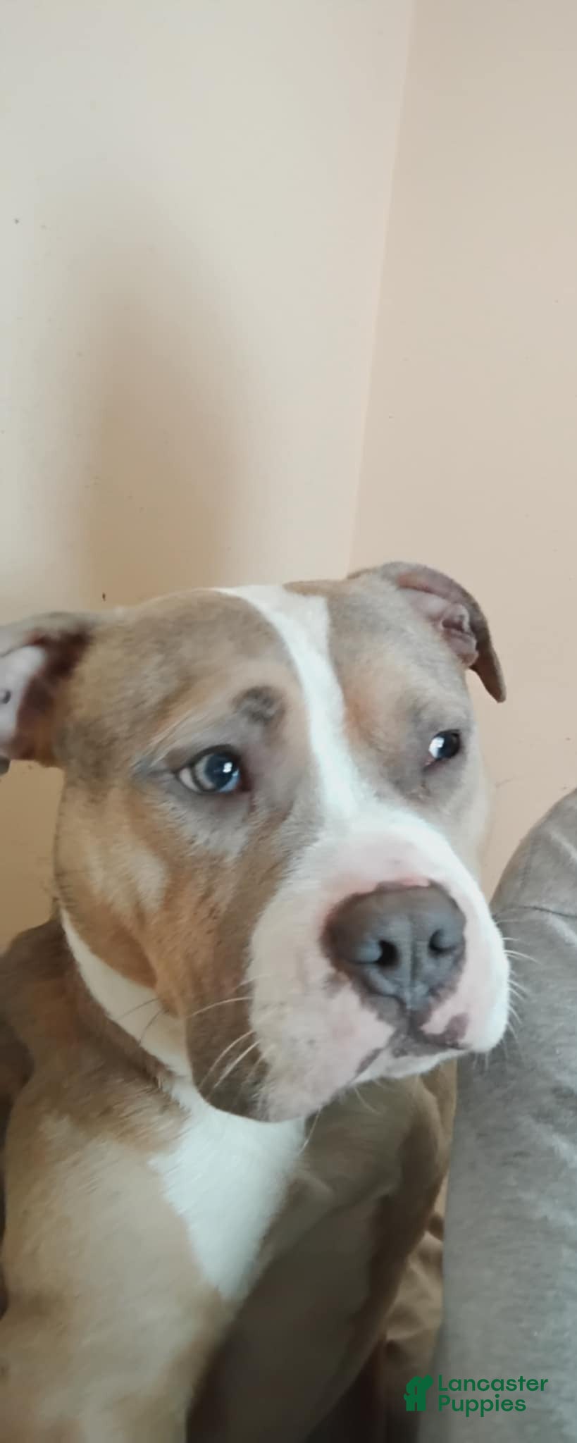 Mixed Breed dogs Mixed Breed Puppy 2 - Ad 37