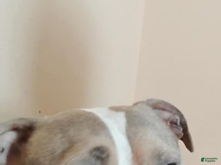 Mixed Breed dogs Mixed Breed Puppy 2 - Ad 37