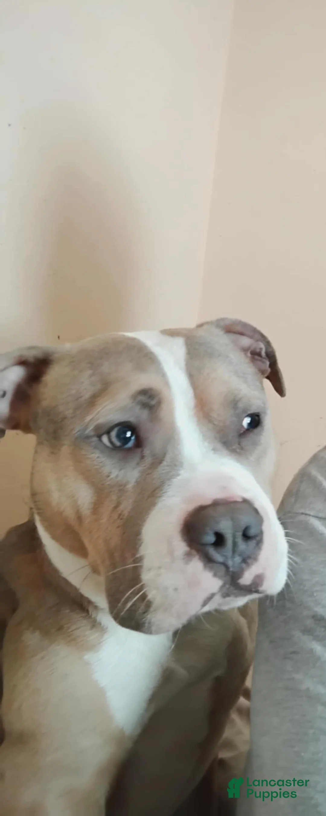 Mixed Breed dogs for sale: Mixed Breed Puppy 2 - Ad 1