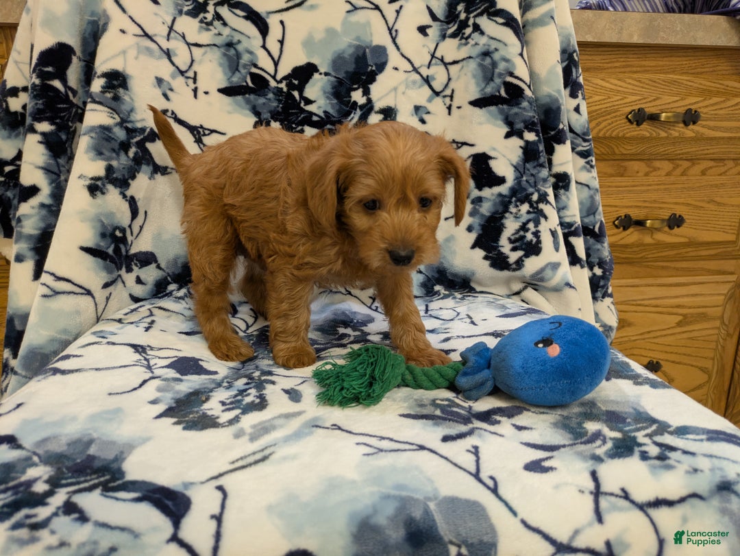 Jackapoo dogs for sale: Garnet - Ad 4