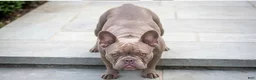Mixed Breed dogs for sale: Massari - Ad 2