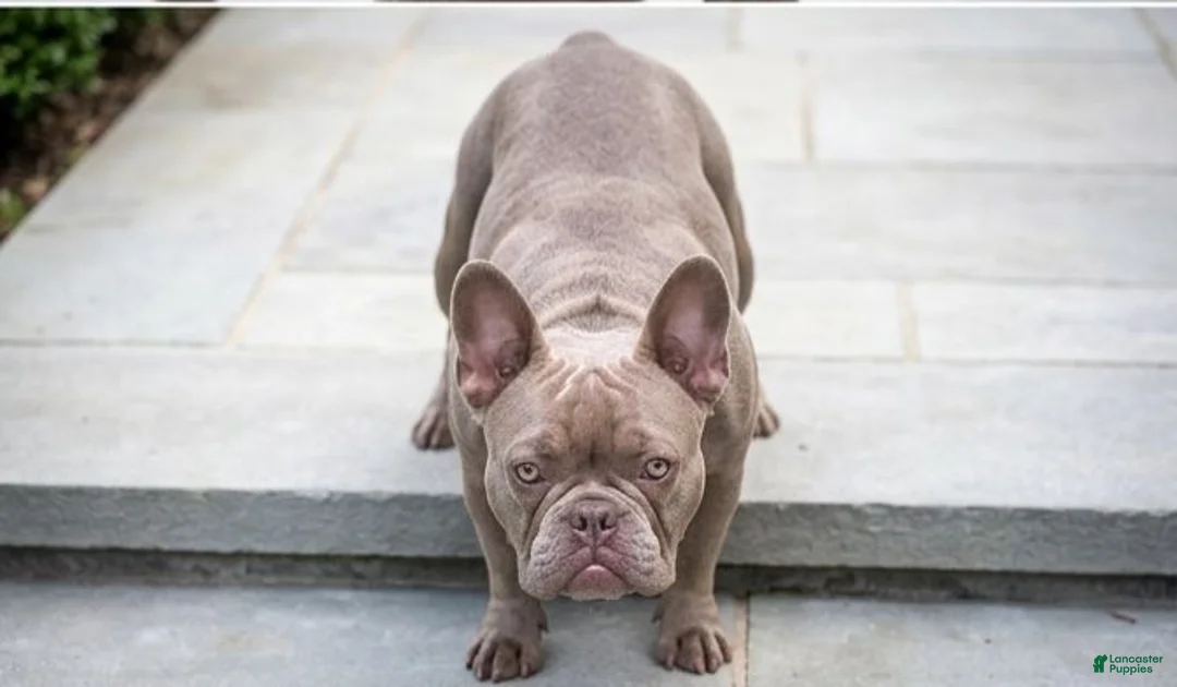 Mixed Breed dogs for sale: Massari - Ad 2