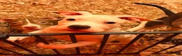 Mixed Breed dogs for sale: Mixed Breed 1 - Ad 4