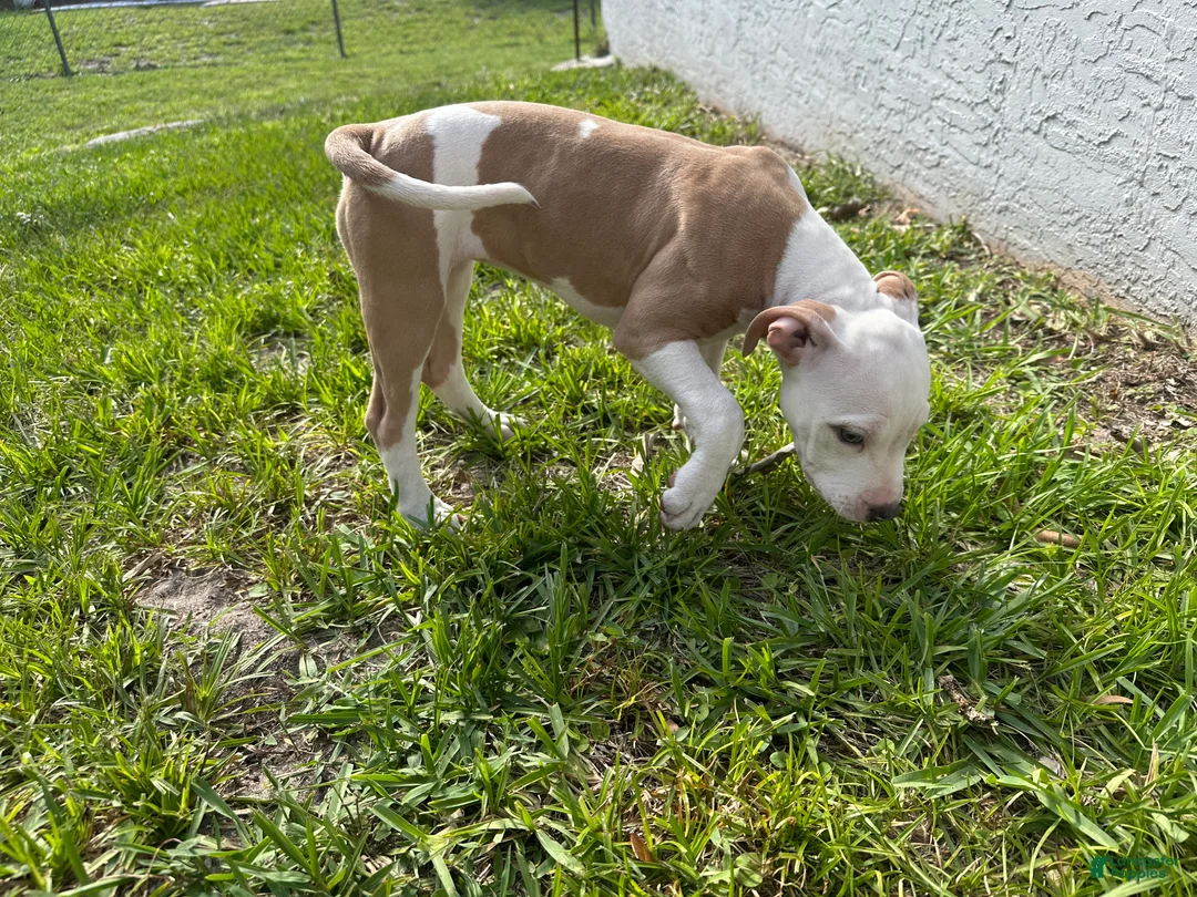 American Staffordshire Terrier dogs for sale: American Staffordshire Terrier Puppy 2 - Ad 2