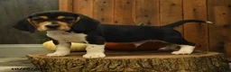 Beagle dogs for sale: Reeses - Ad 5