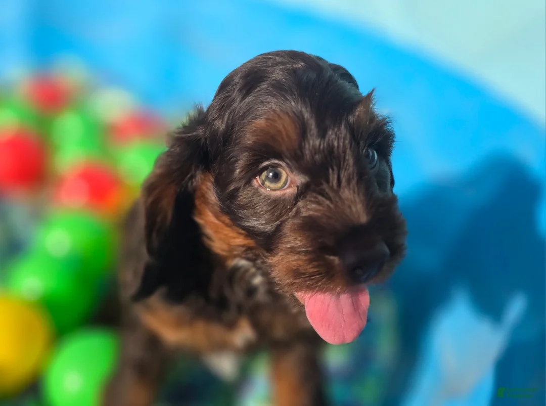 Cockapoo dogs for sale: Meeko - Ad 2