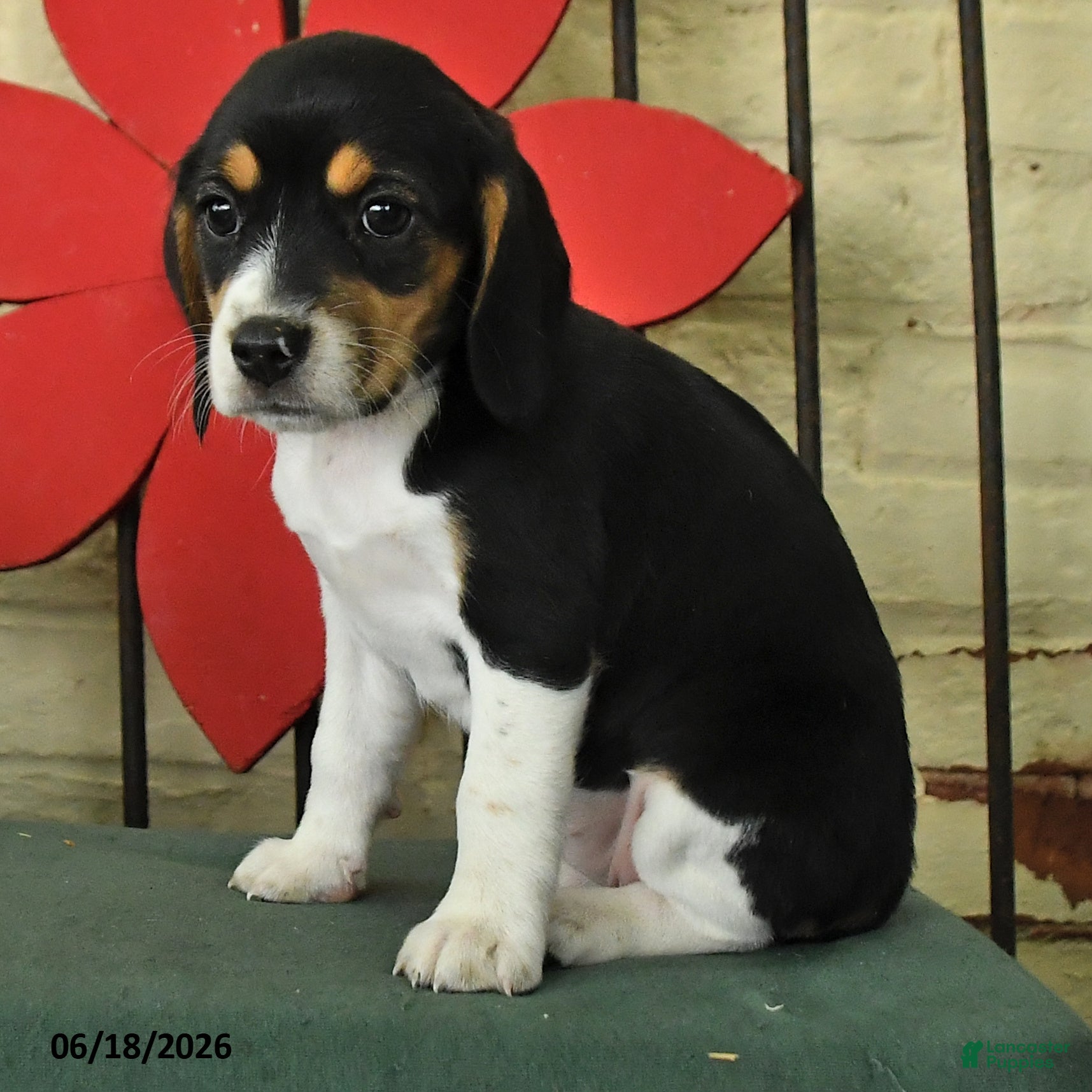 Beagle dogs Selma - Ad 2