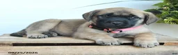 English Mastiff dogs for sale: Jessica - Ad 3