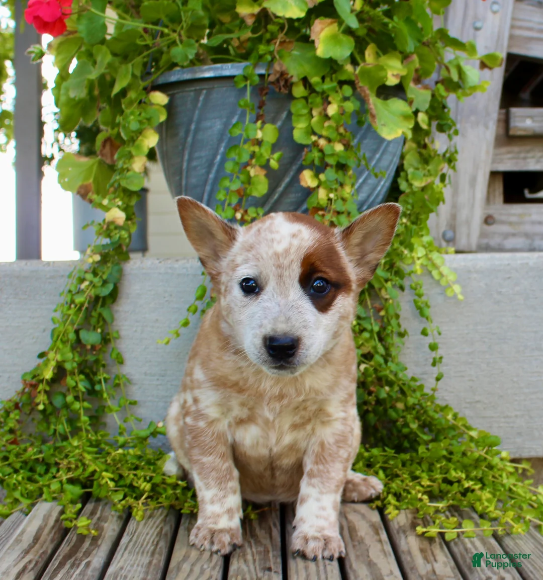 Australian Cattle Dog dogs for sale: Ava - Ad 1