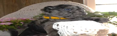 Pug 5