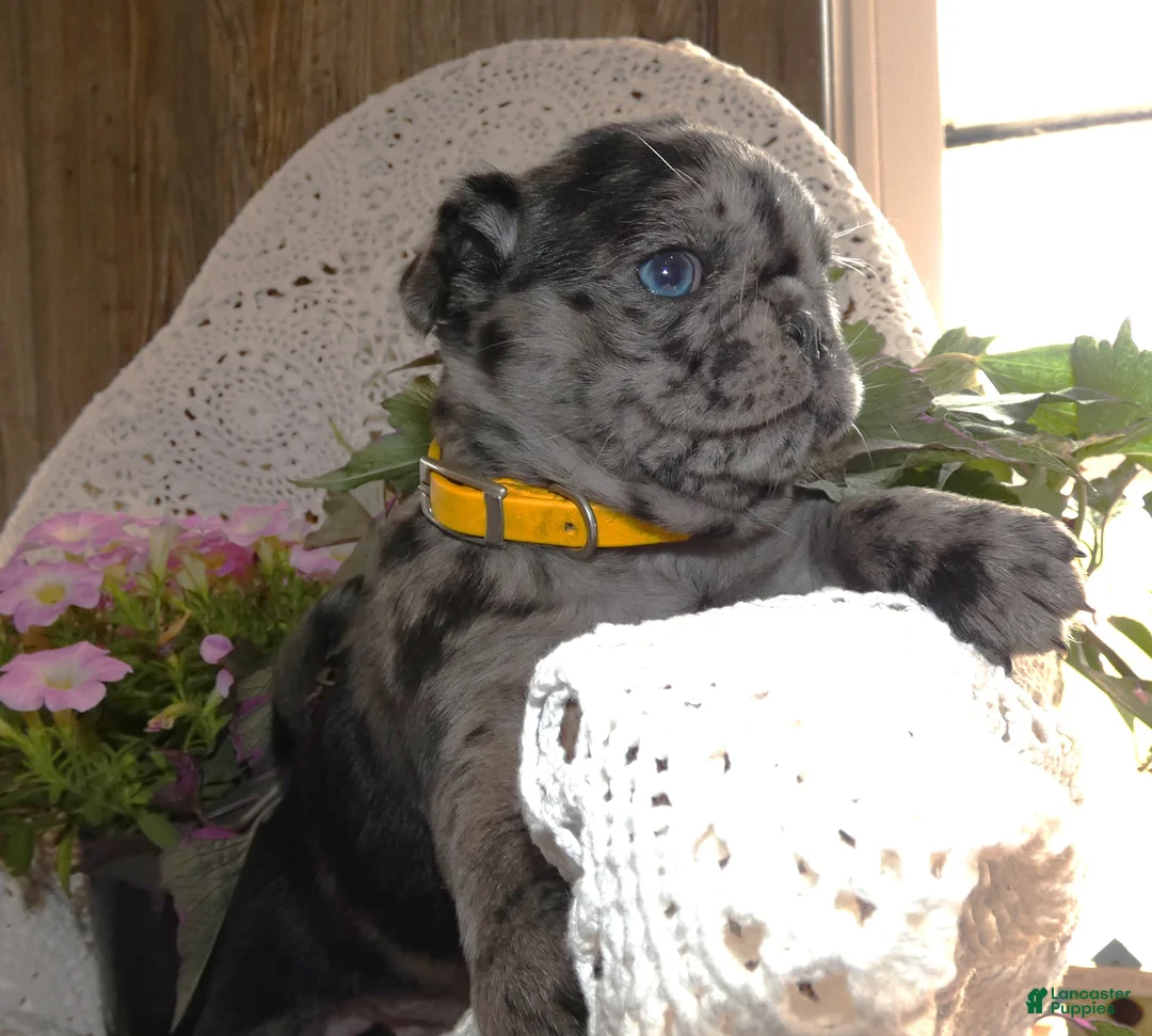 Pug dogs for sale: Pug 5 - Ad 1