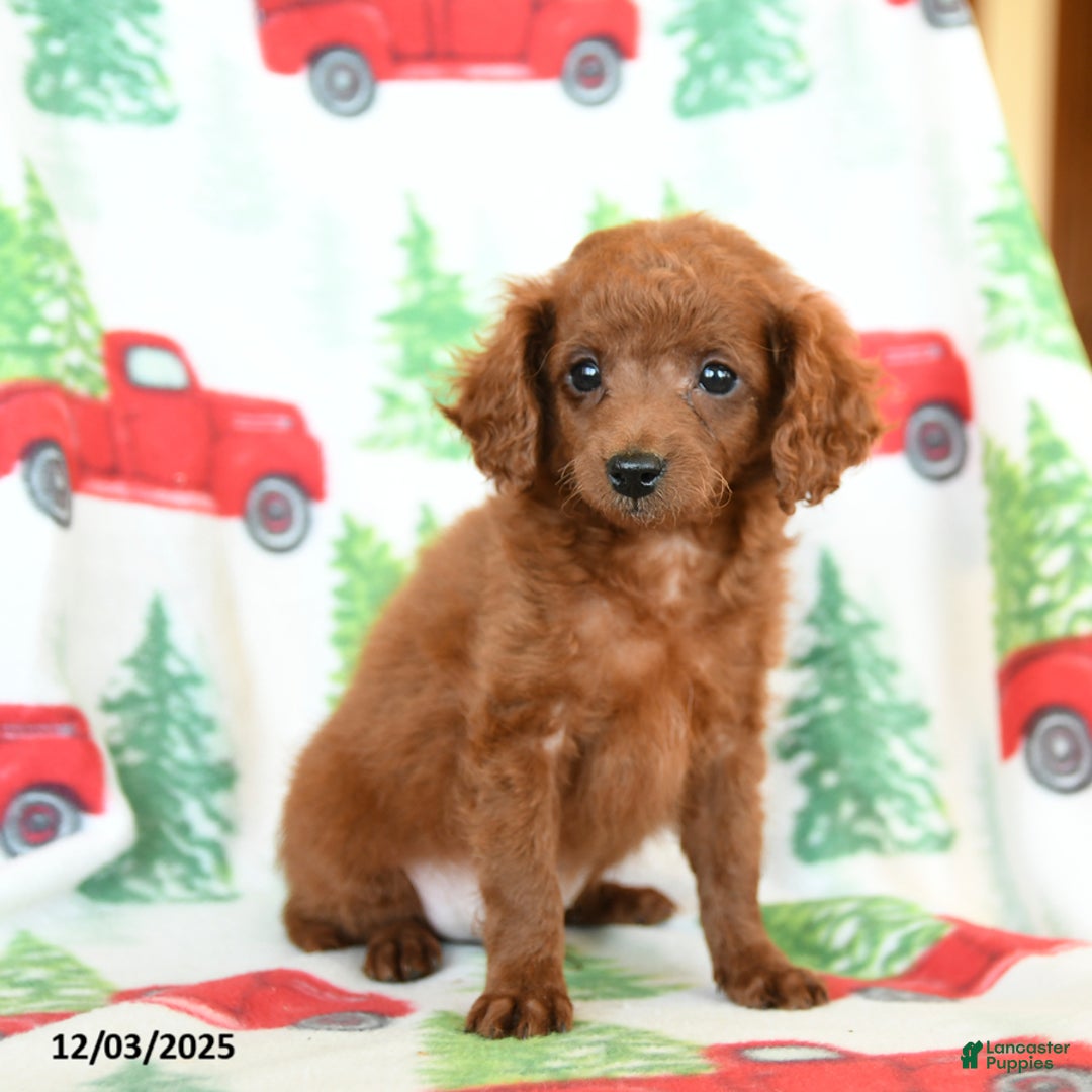 Cavapoo dogs for sale: Copper - Ad 1