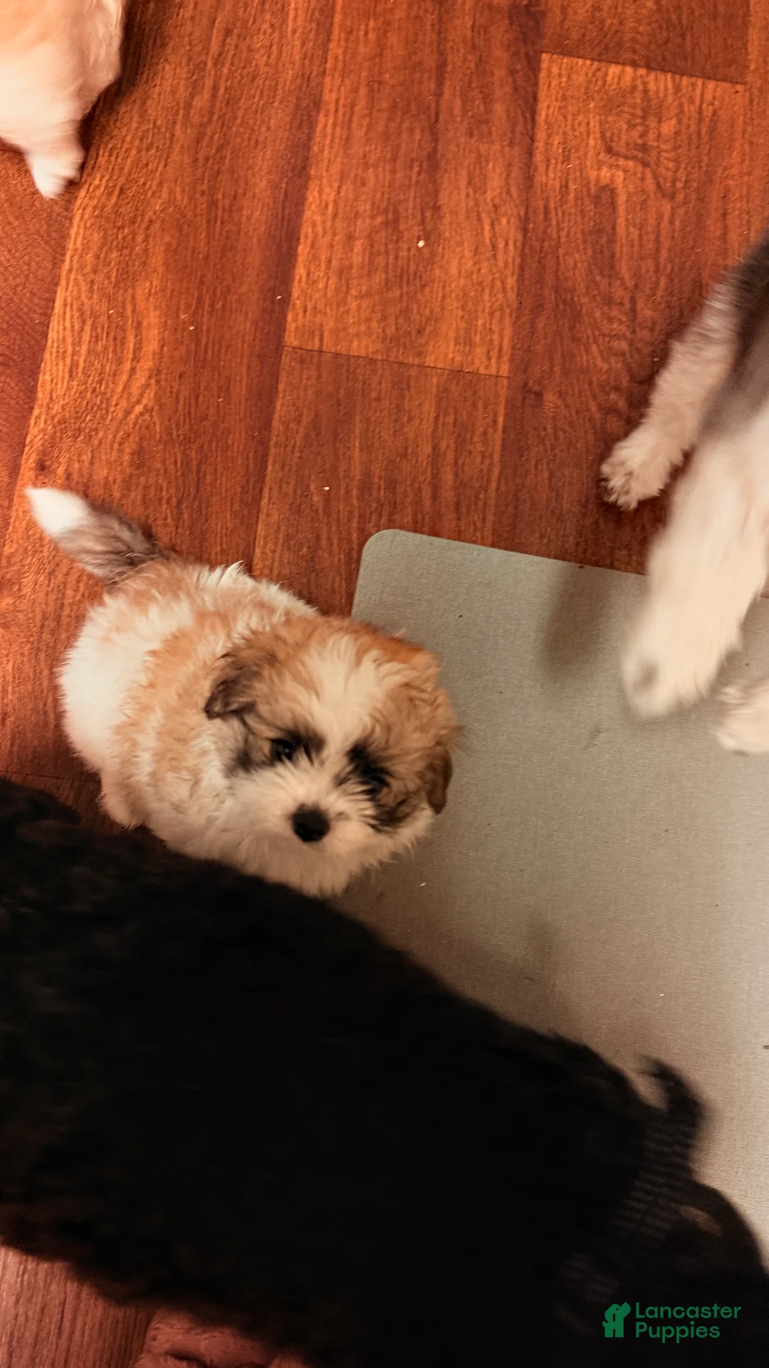 Mixed Breed dogs for sale: Molly - Ad 2