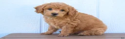 Bichpoo dogs for sale: Kyle 🐶💖 - Ad 11