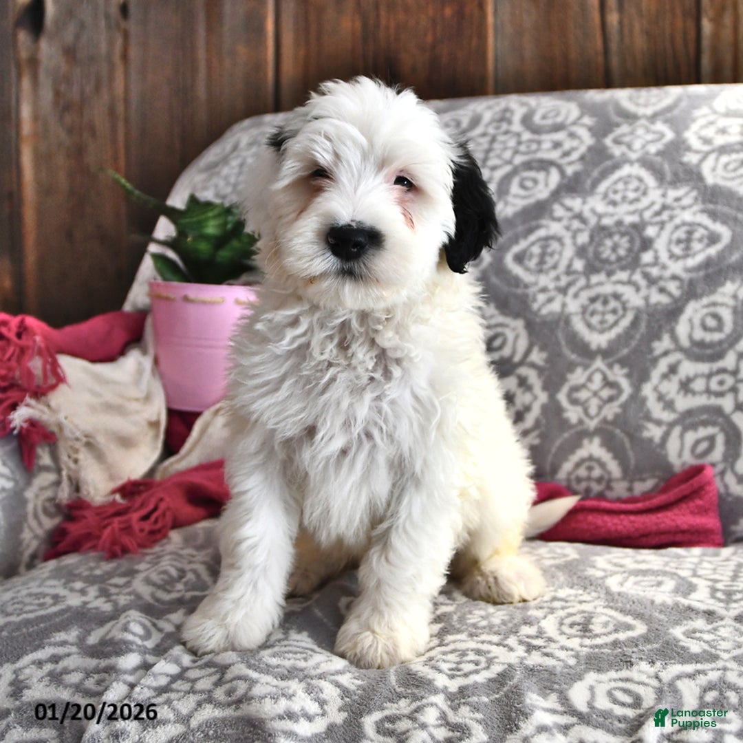 Portuguese Water Dog dogs for sale: Dream  - Ad 2