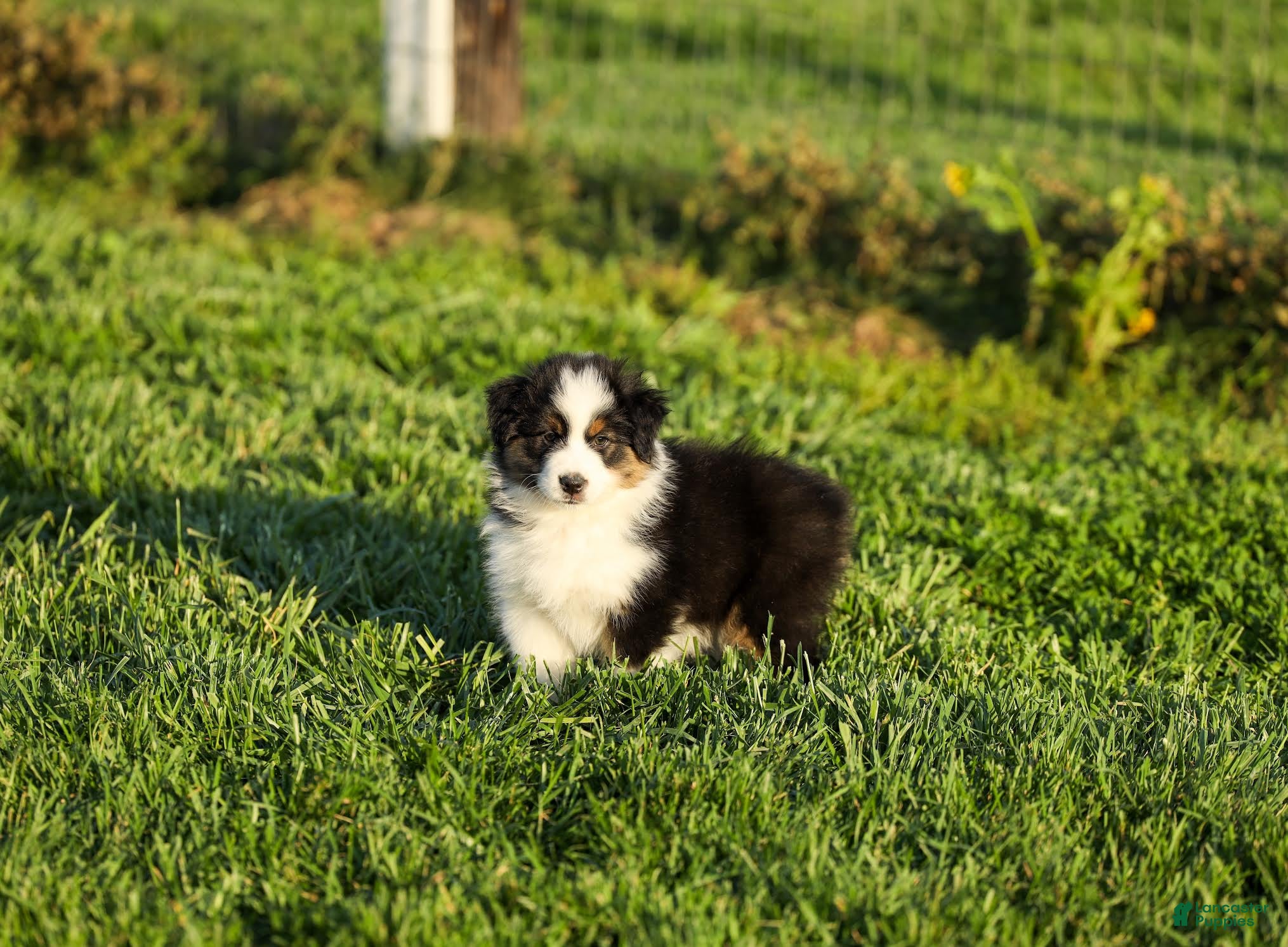 Miniature Australian Shepherd dogs Lassie Miniature Australian Shepherd Puppy  - Ad 1