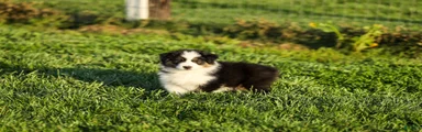 Lassie Miniature Australian Shepherd Puppy 