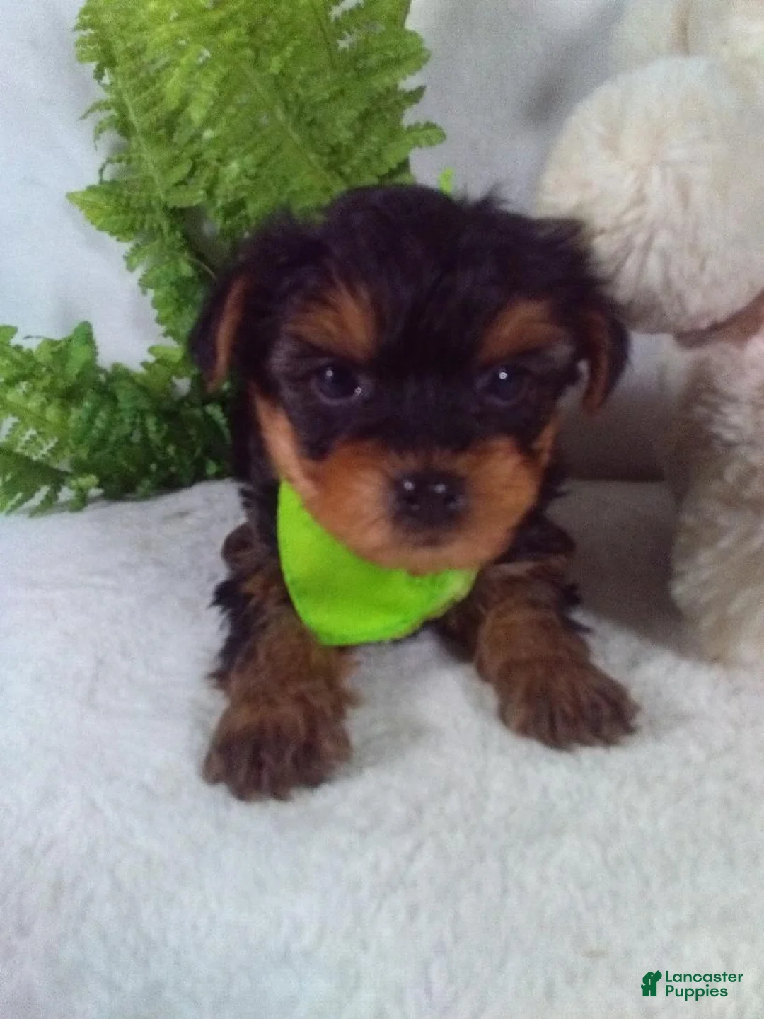 Yorkiepoo dogs for sale: George  - Ad 3