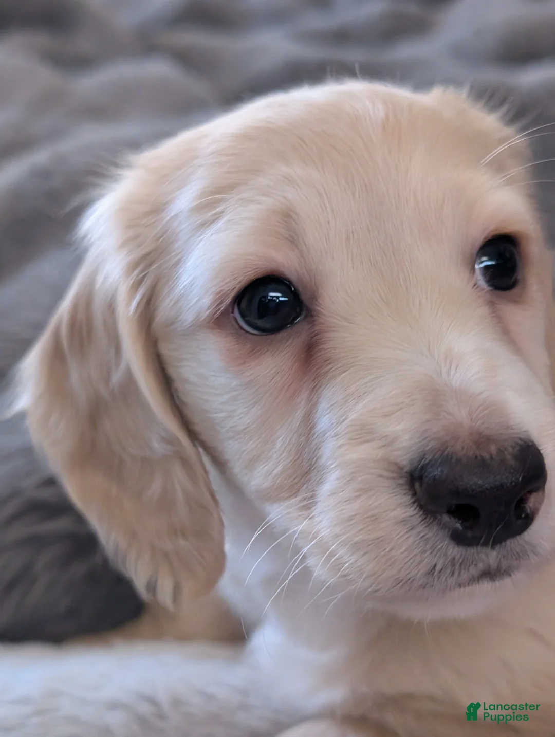 Miniature Dachshund dogs for sale: Miniature Dachshund Puppy 1 - Ad 10