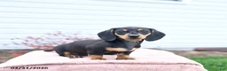 Miniature Dachshund dogs for sale: Yancy - Ad 1