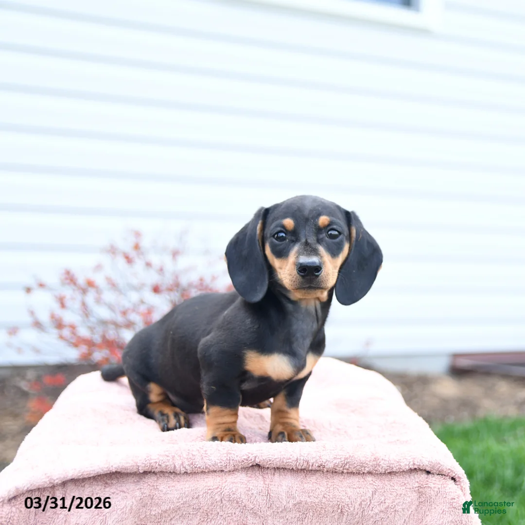 Miniature Dachshund dogs for sale: Yancy - Ad 1