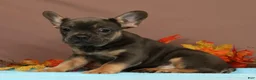 French Bulldog dogs for sale: Callie - Ad 4
